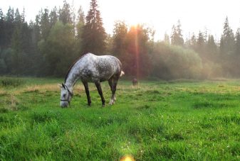 VillaGorsky_horses_forest
