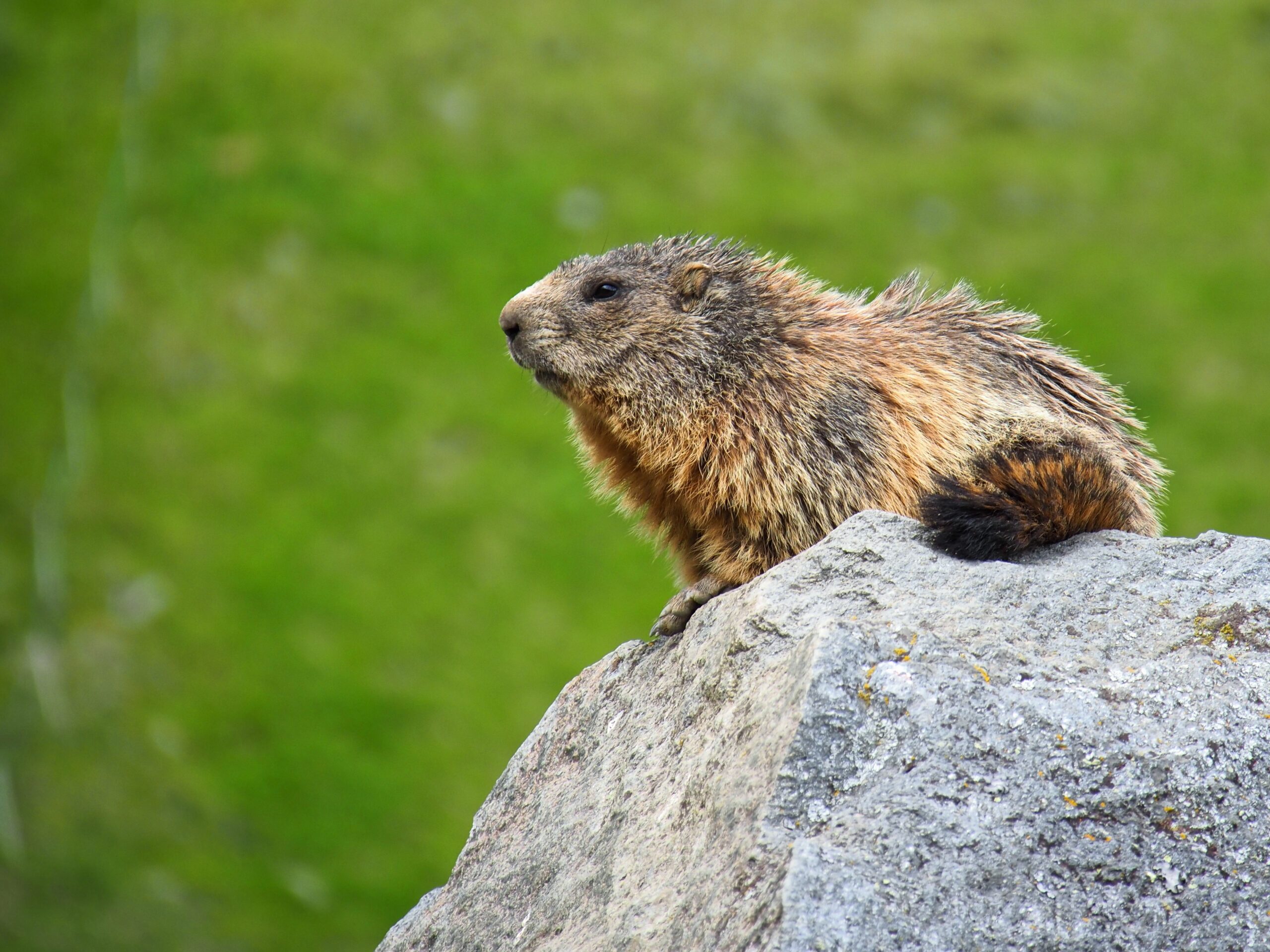 kasprowy wierch marmot